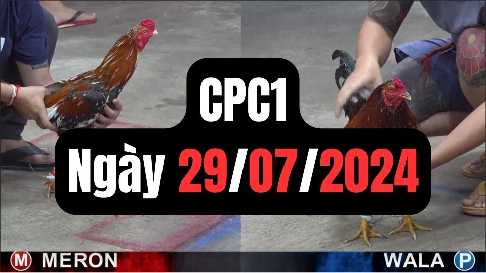 Đá gà thomo CPC1 ngày 29/07/2024